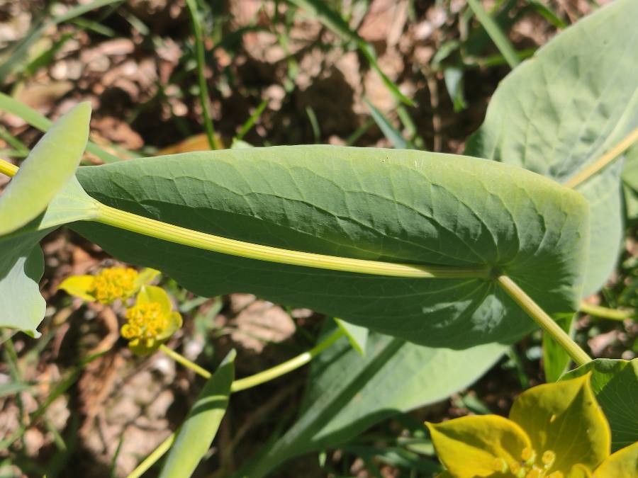 Bupleurum lancifolium — search result for 'Bupleurum'