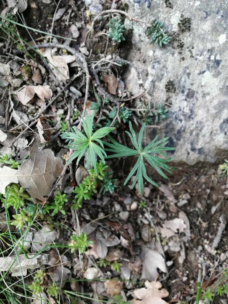 Delphinium fissum leaf