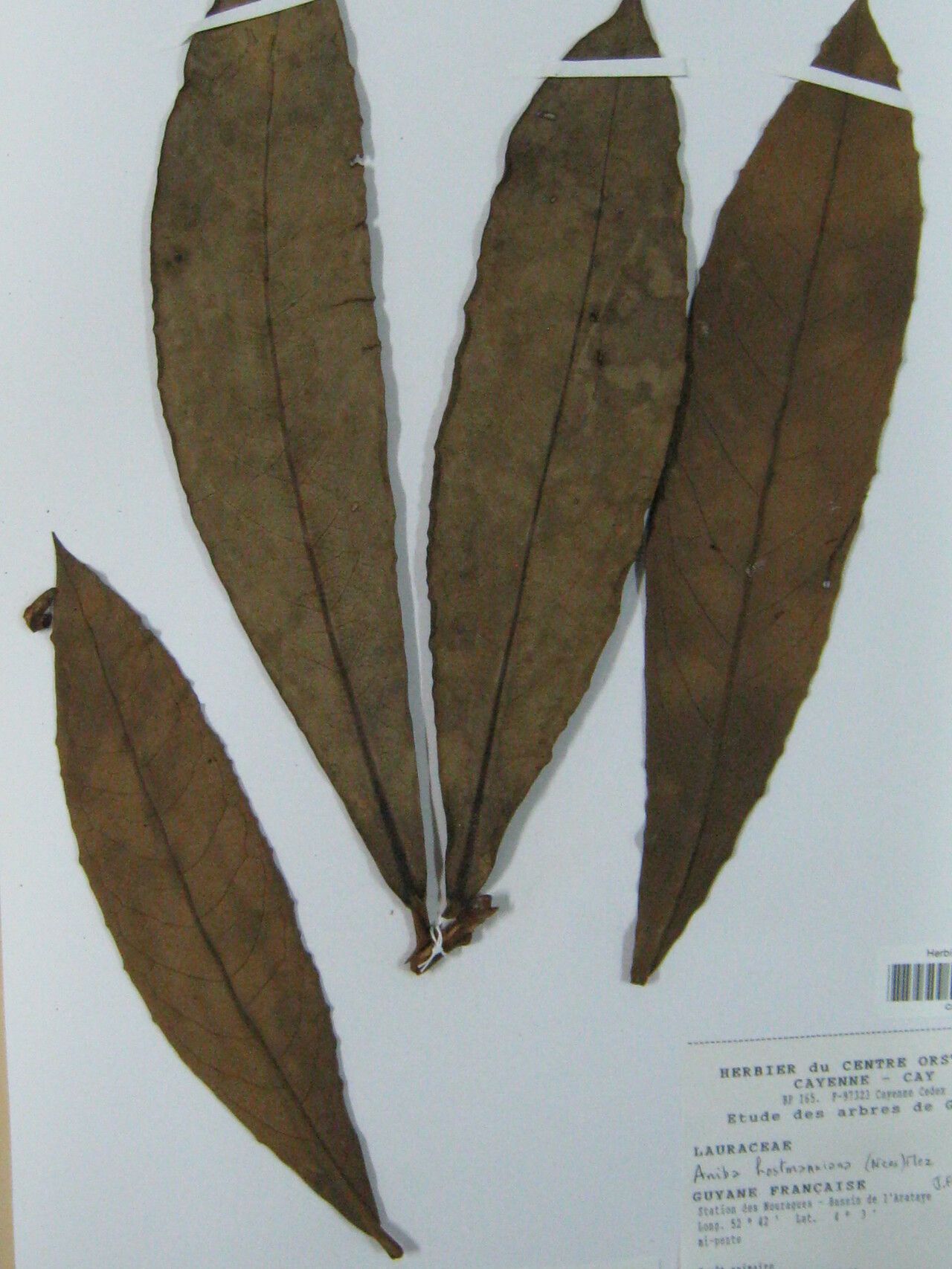 Aniba taubertiana other