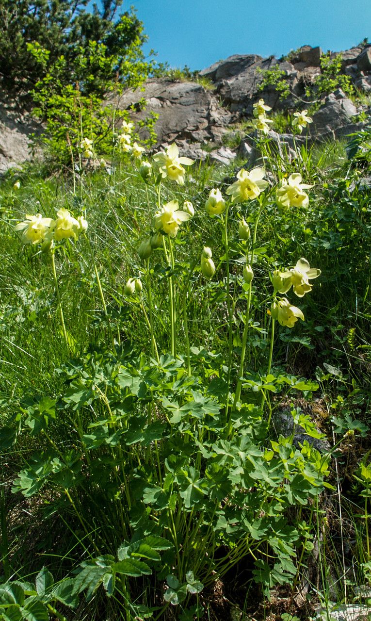 Aquilegia aurea flower