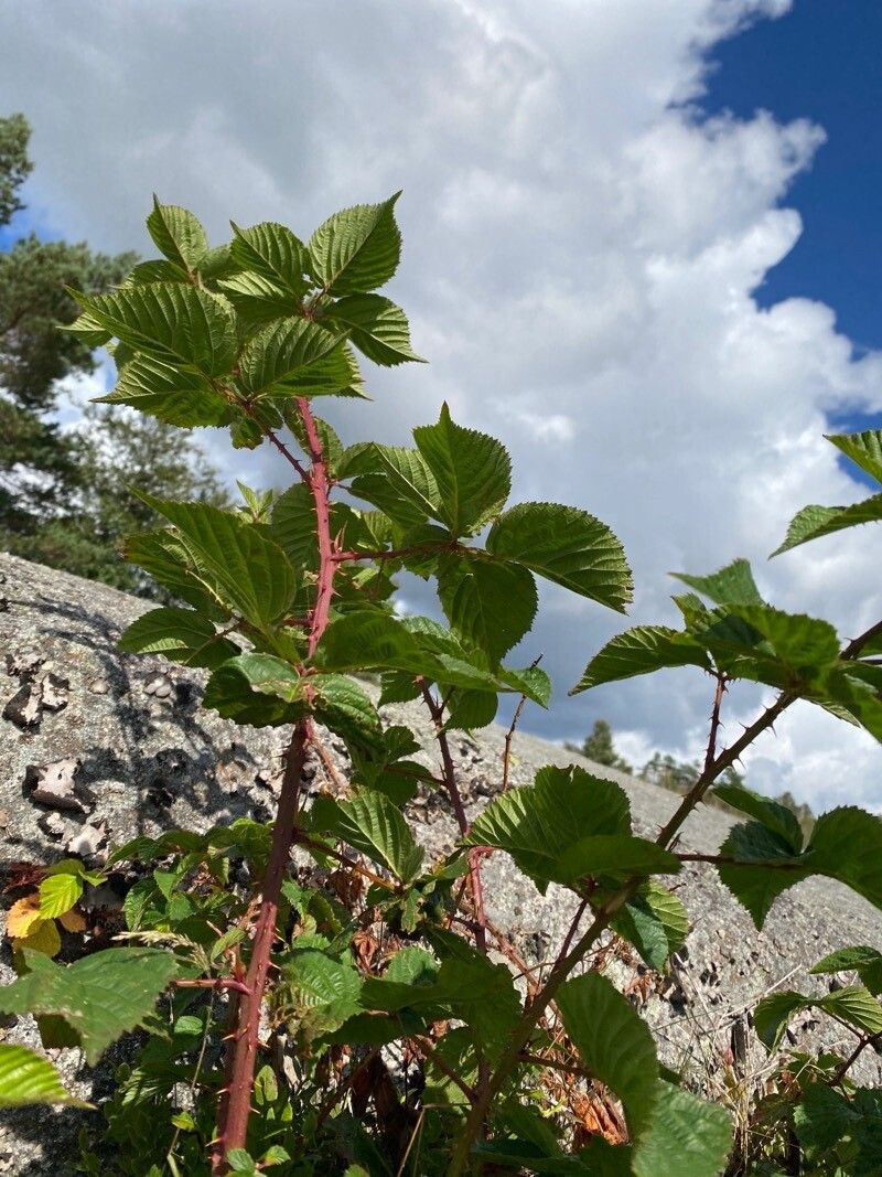 Rubus bertramii leaf