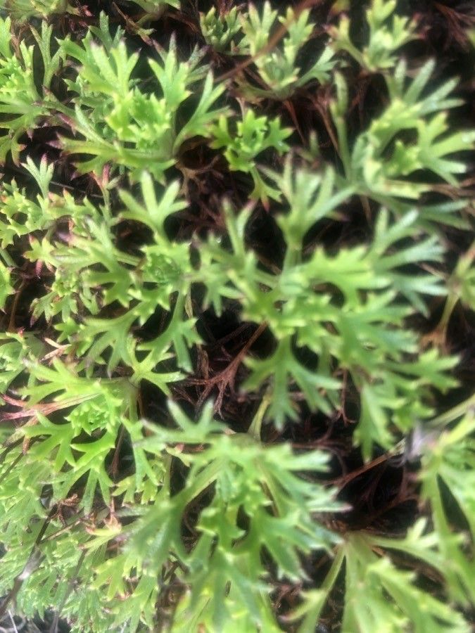 Saxifraga trifurcata leaf