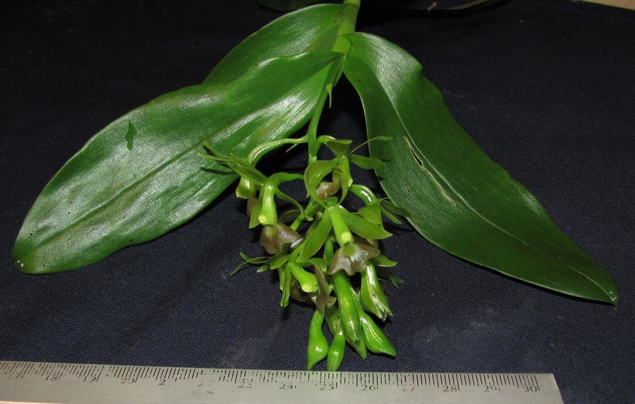 Epidendrum incomptum other