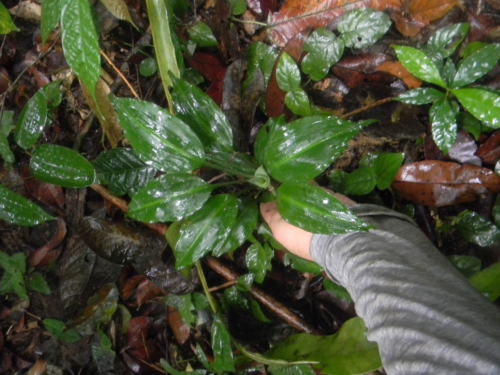 Dracaena glomerata — search result for 'Dracaena'