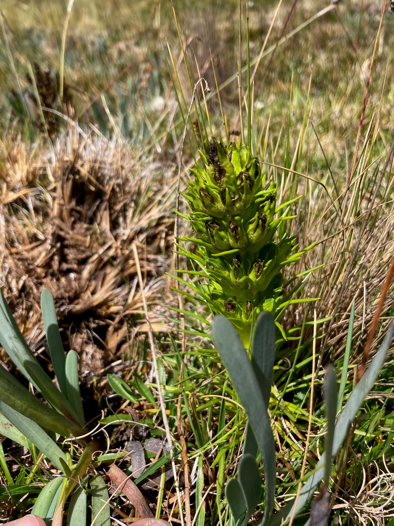 Gentianella thyrsoidea habit