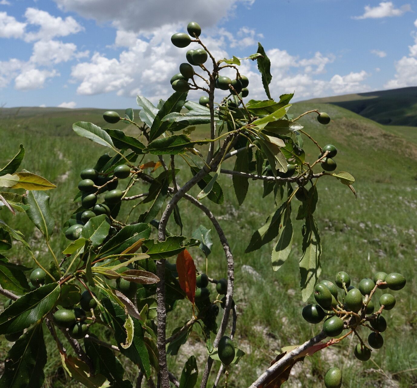 Elaeocarpus alnifolius — related species from the same genus
