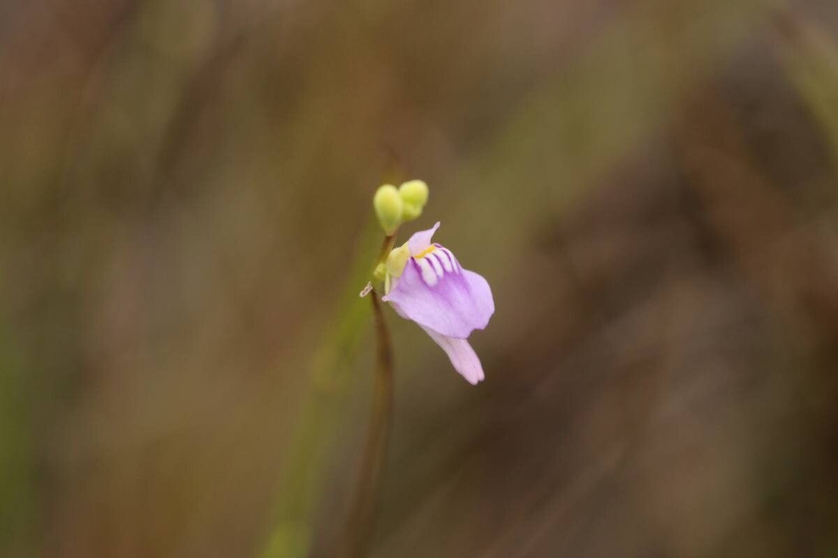 Utricularia caerulea — search result for 'Utricularia'