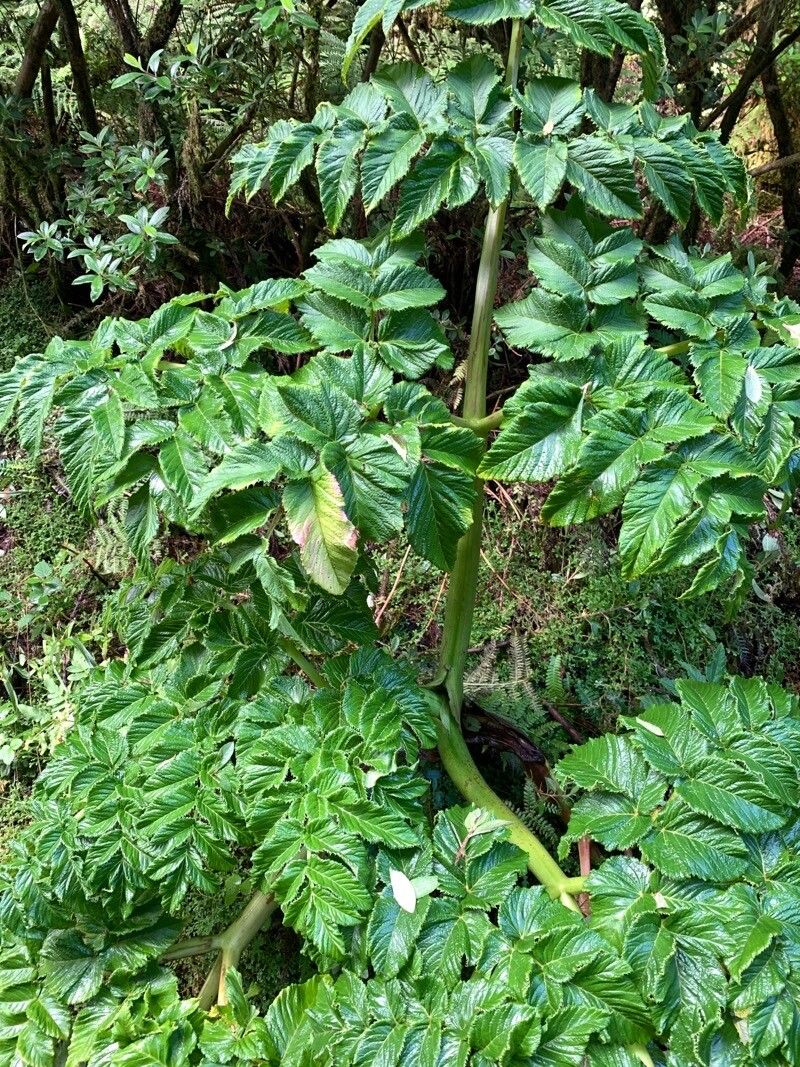 Angelica lignescens leaf