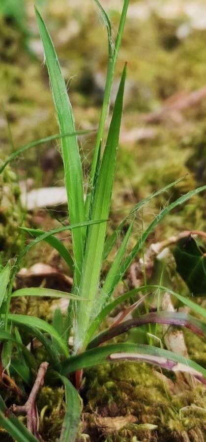 Luzula forsteri leaf