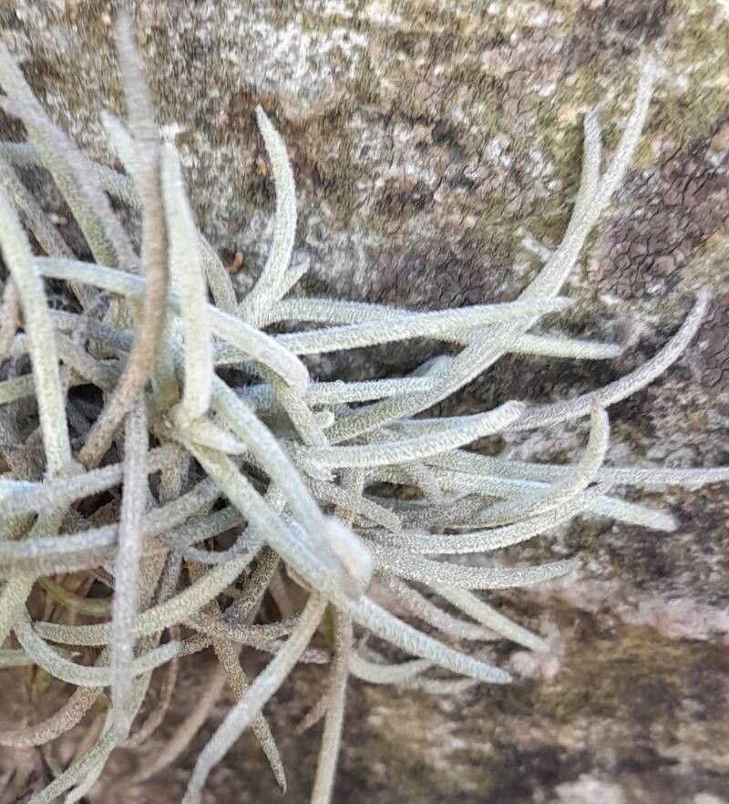 Tillandsia virescens — houseplant care guide