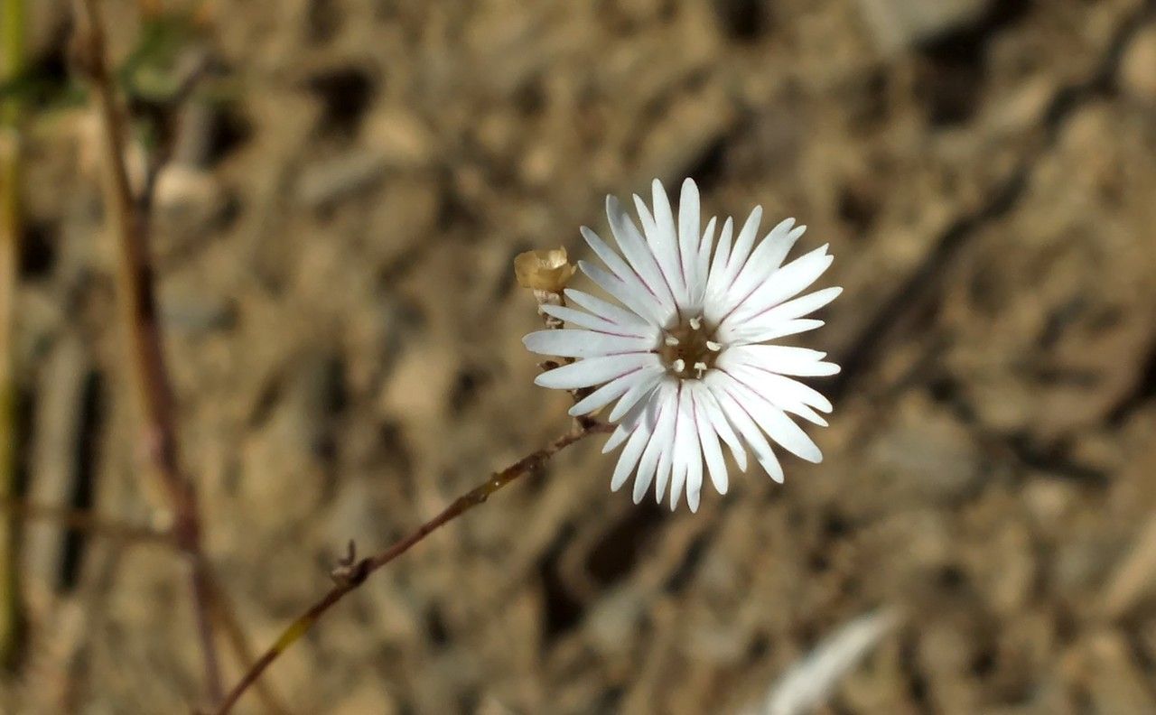 Silene martyi flower
