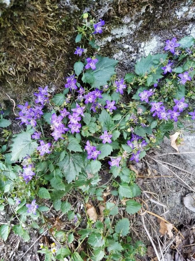 Campanula elatines flower