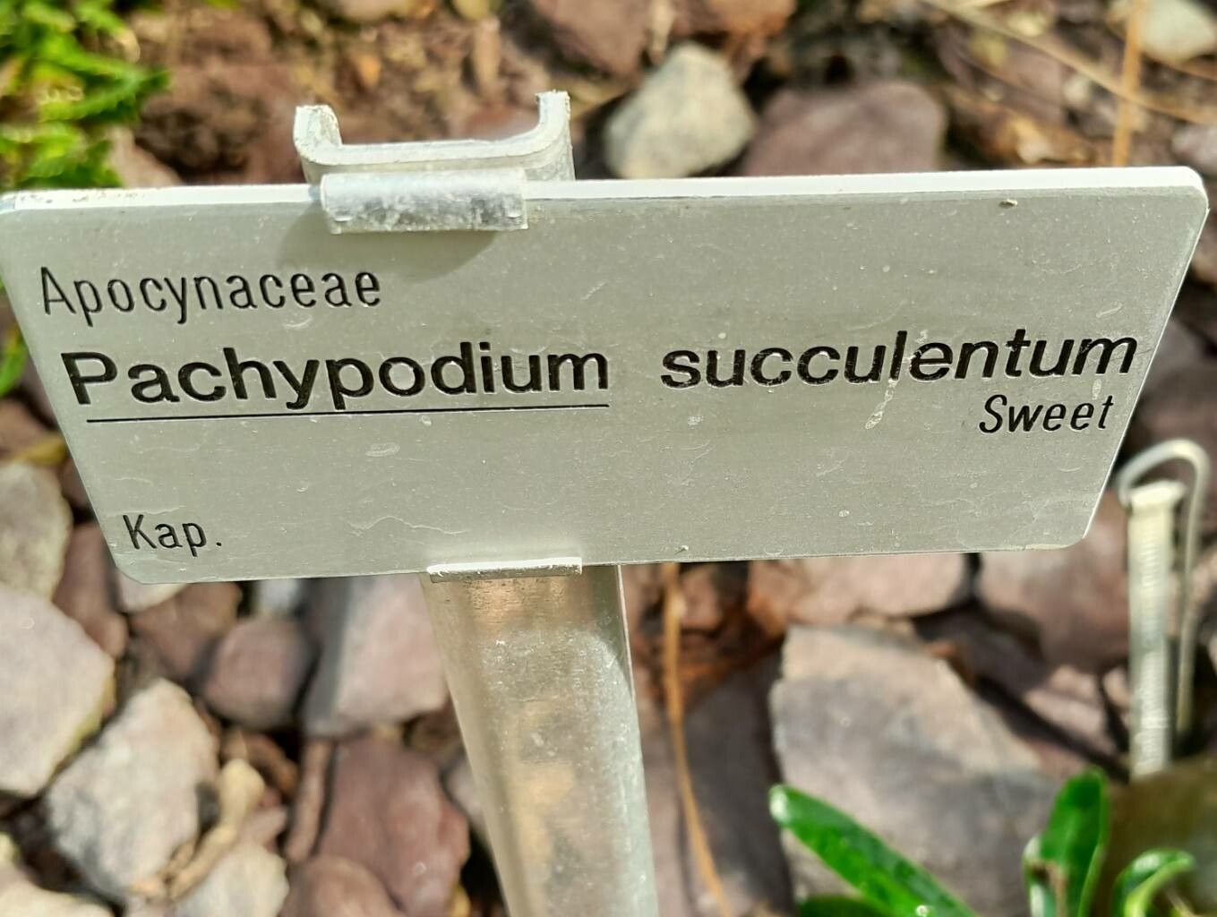 Pachypodium succulentum other