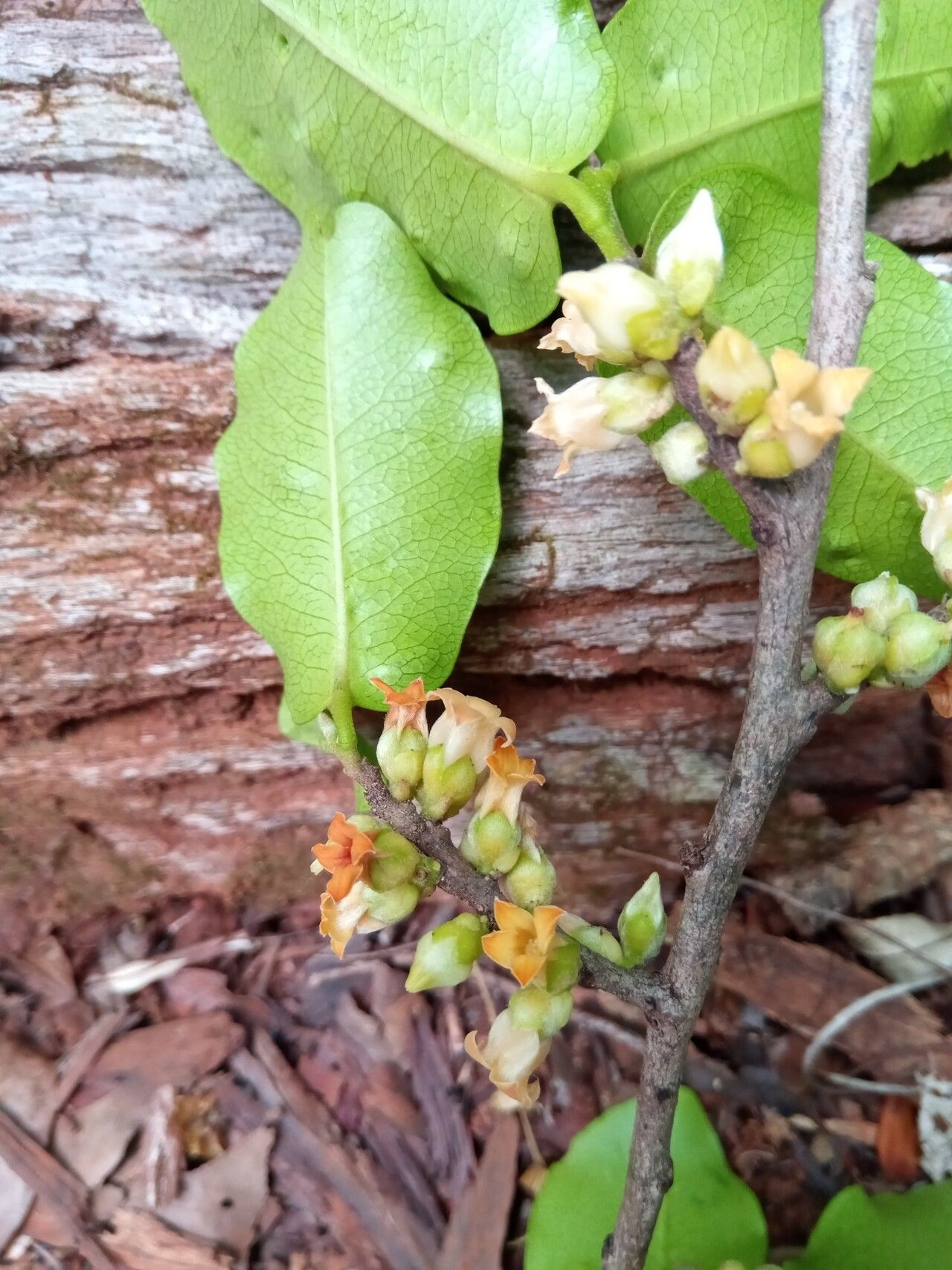 Diospyros haplostylis flower
