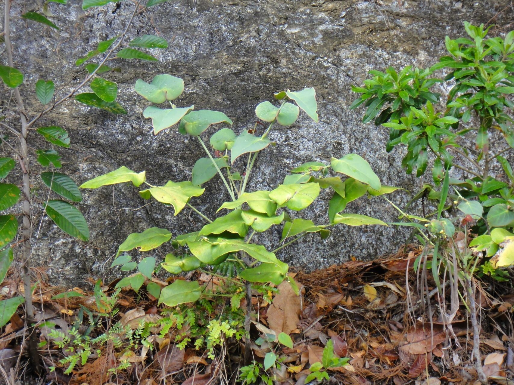 Phyllanthus trichopodus habit