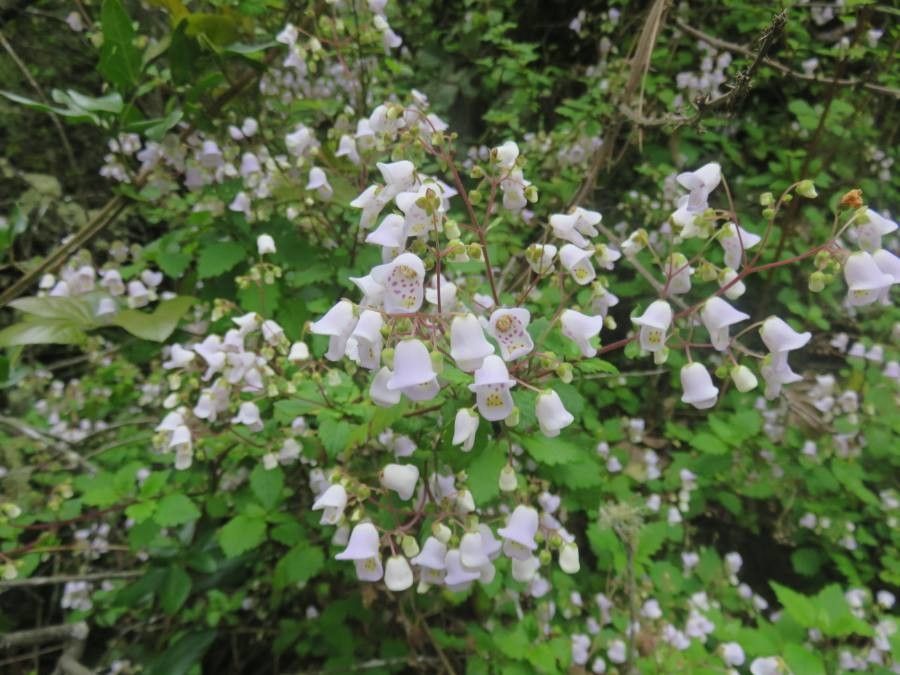 Jovellana punctata other
