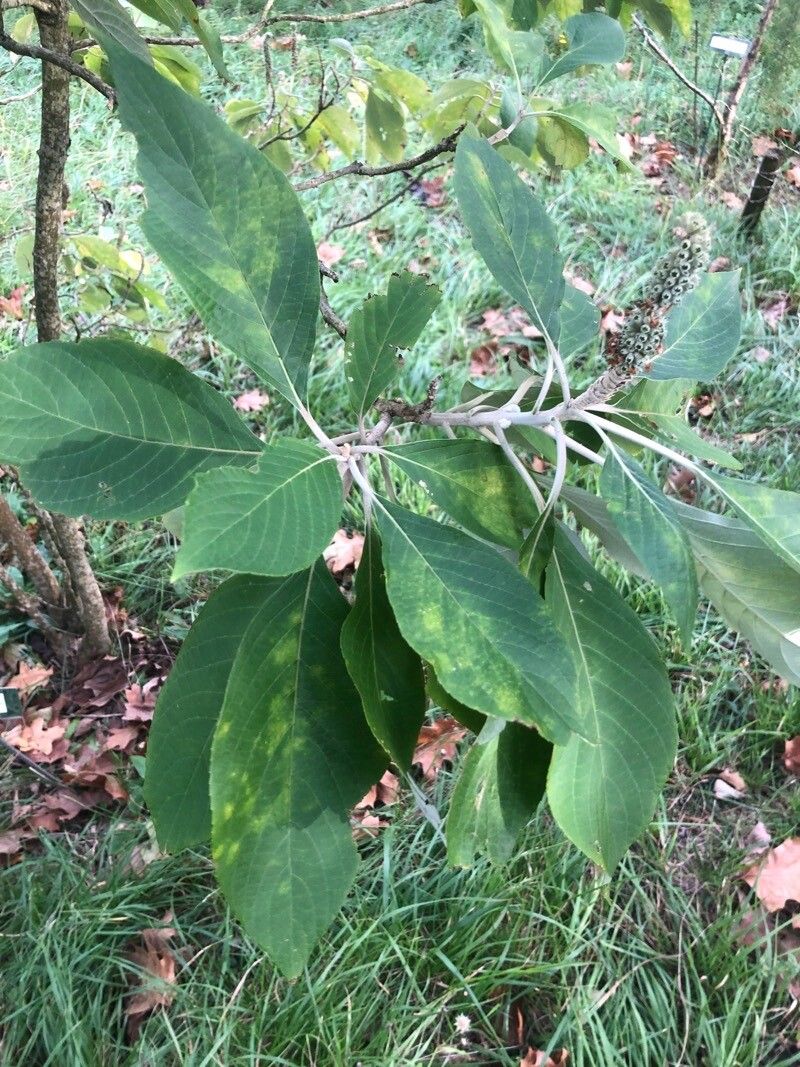 Leucosceptrum canum — search result for 'Laos'