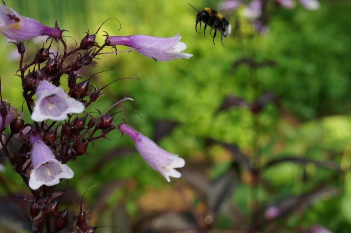 Penstemon calycosus flower