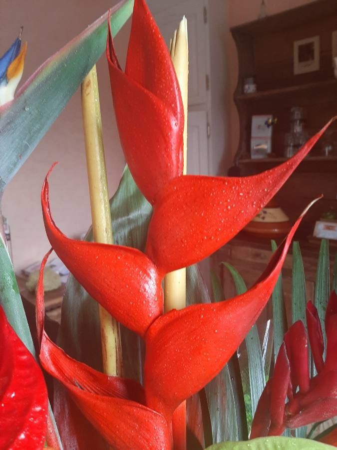 Heliconia bourgaeana — related species from the same genus