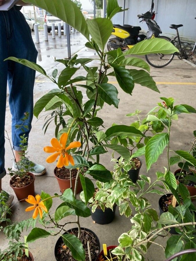 Gardenia carinata — search result for 'Gardenia'