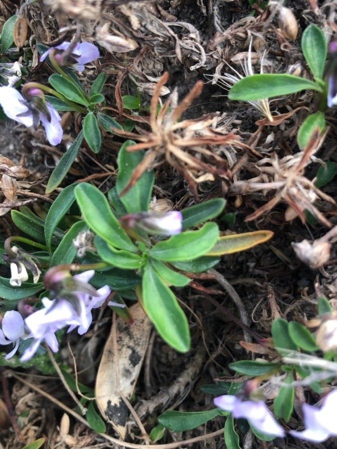 Viola arborescens — search result for 'Violaceae'