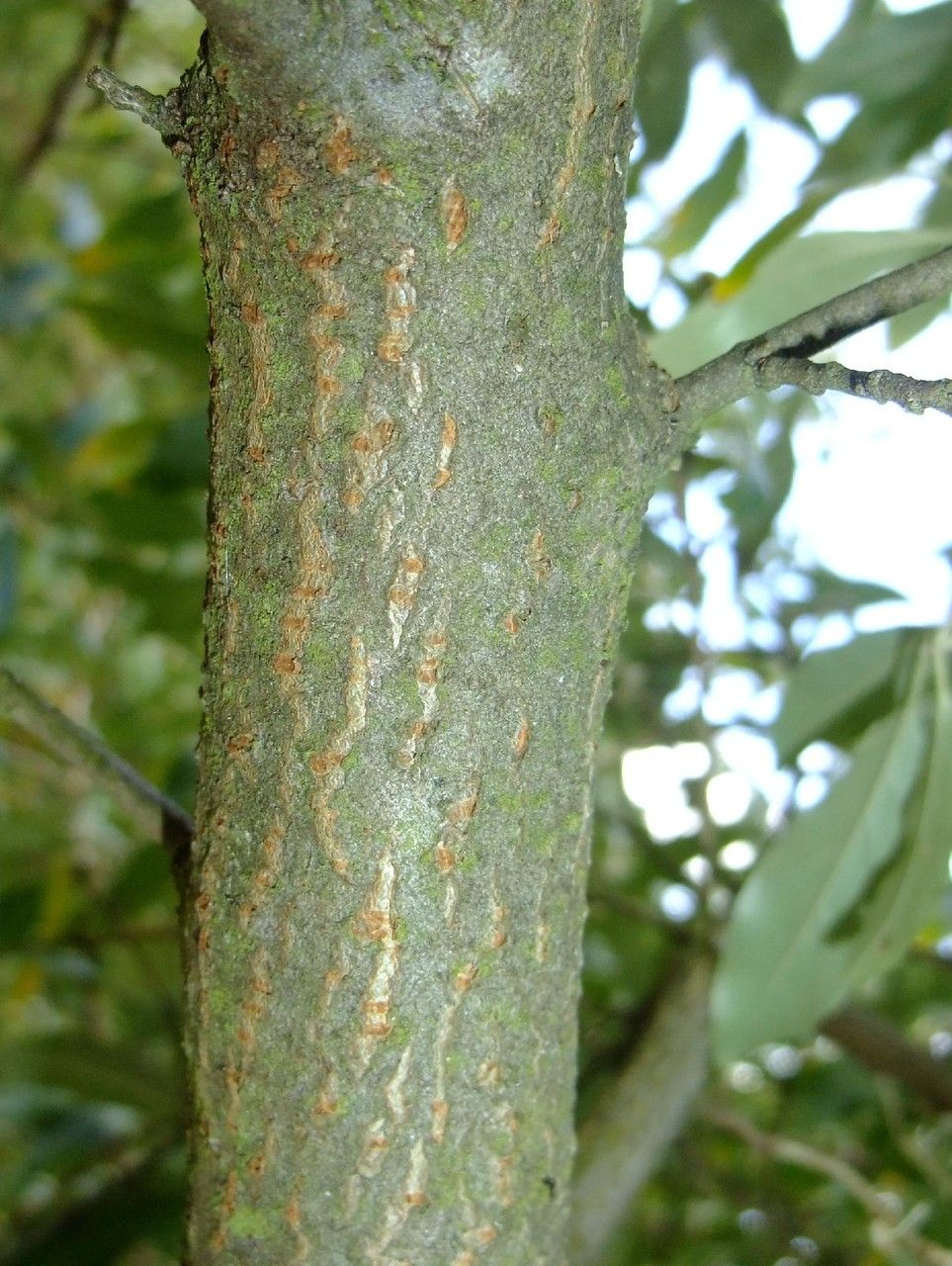 Elaeagnus Parvifolia bark