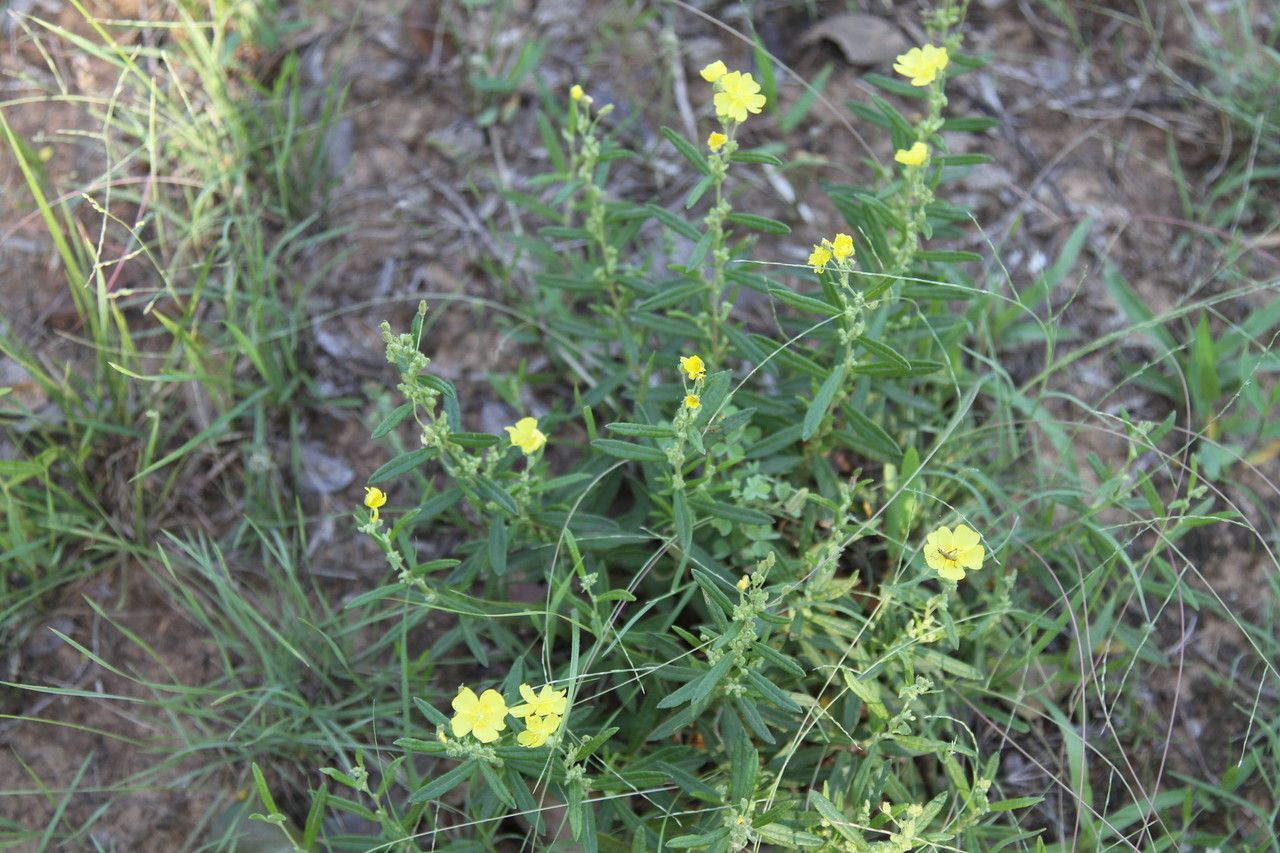 Helianthemum rosmarinifolium habit