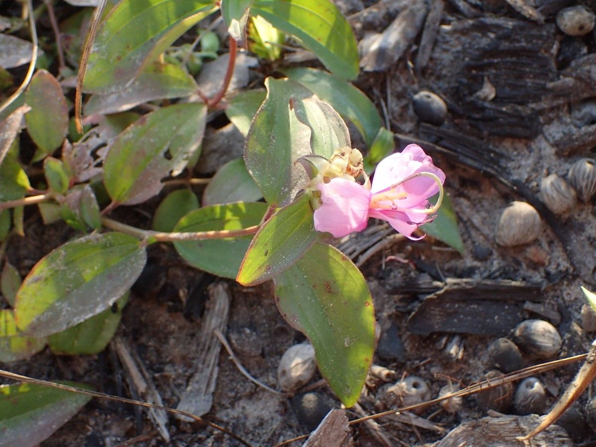 Melastomastrum capitatum flower