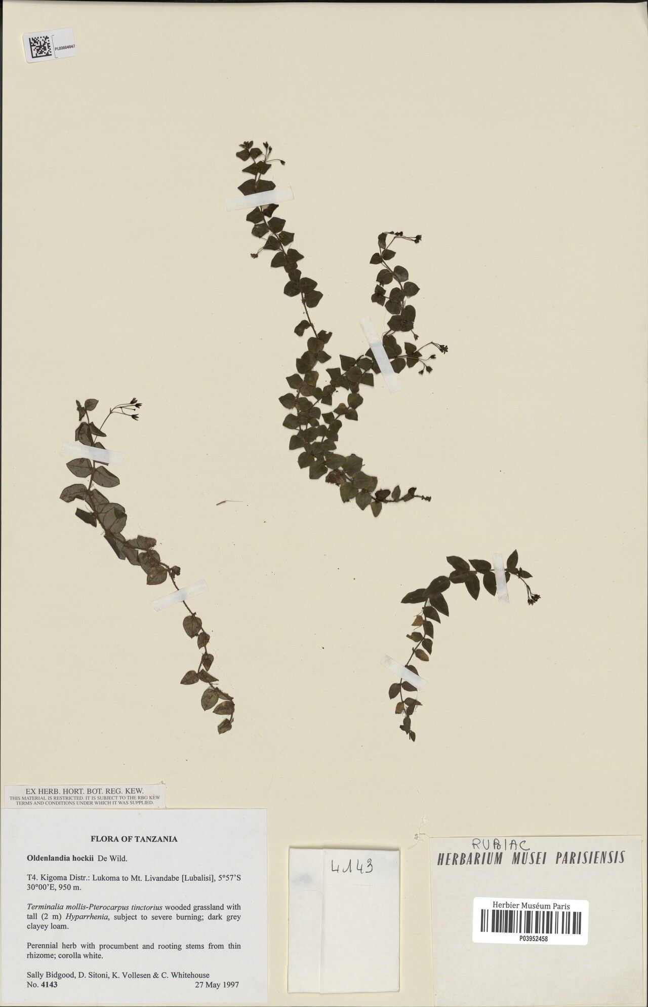 Oldenlandia hockii — houseplant care guide