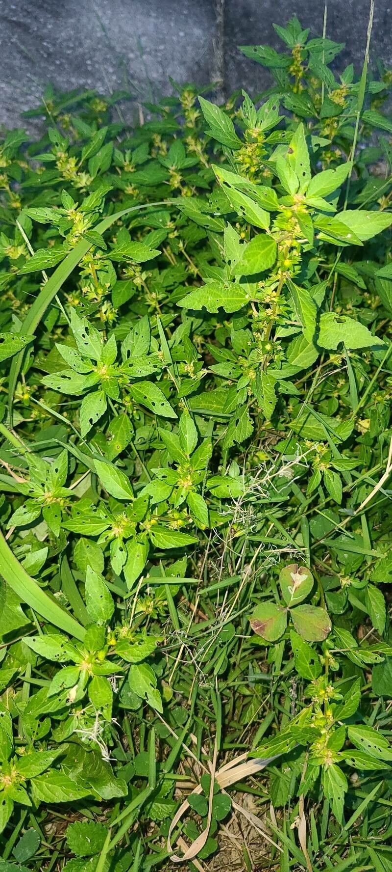 Acalypha rhomboidea flower