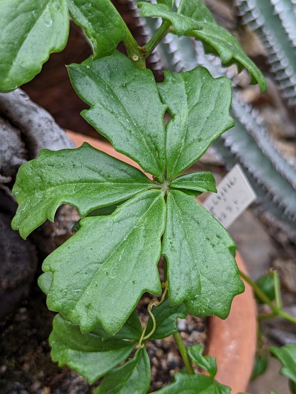 Cyphostemma quinatum leaf