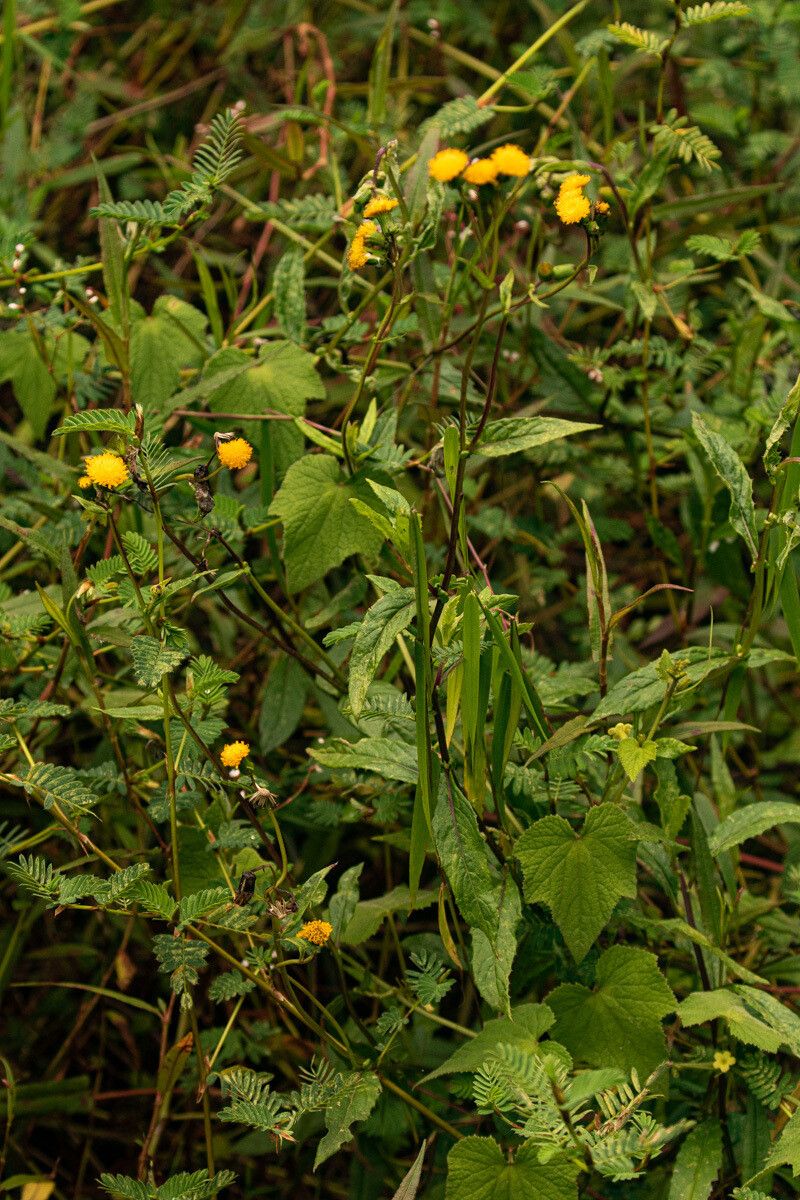 Crassocephalum paludum habit