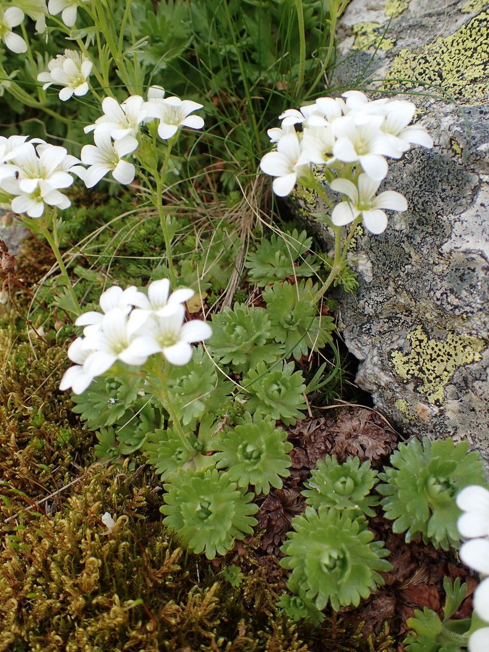 Saxifraga pedemontana habit