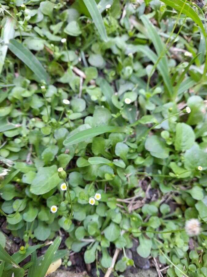 Erigeron bellioides flower