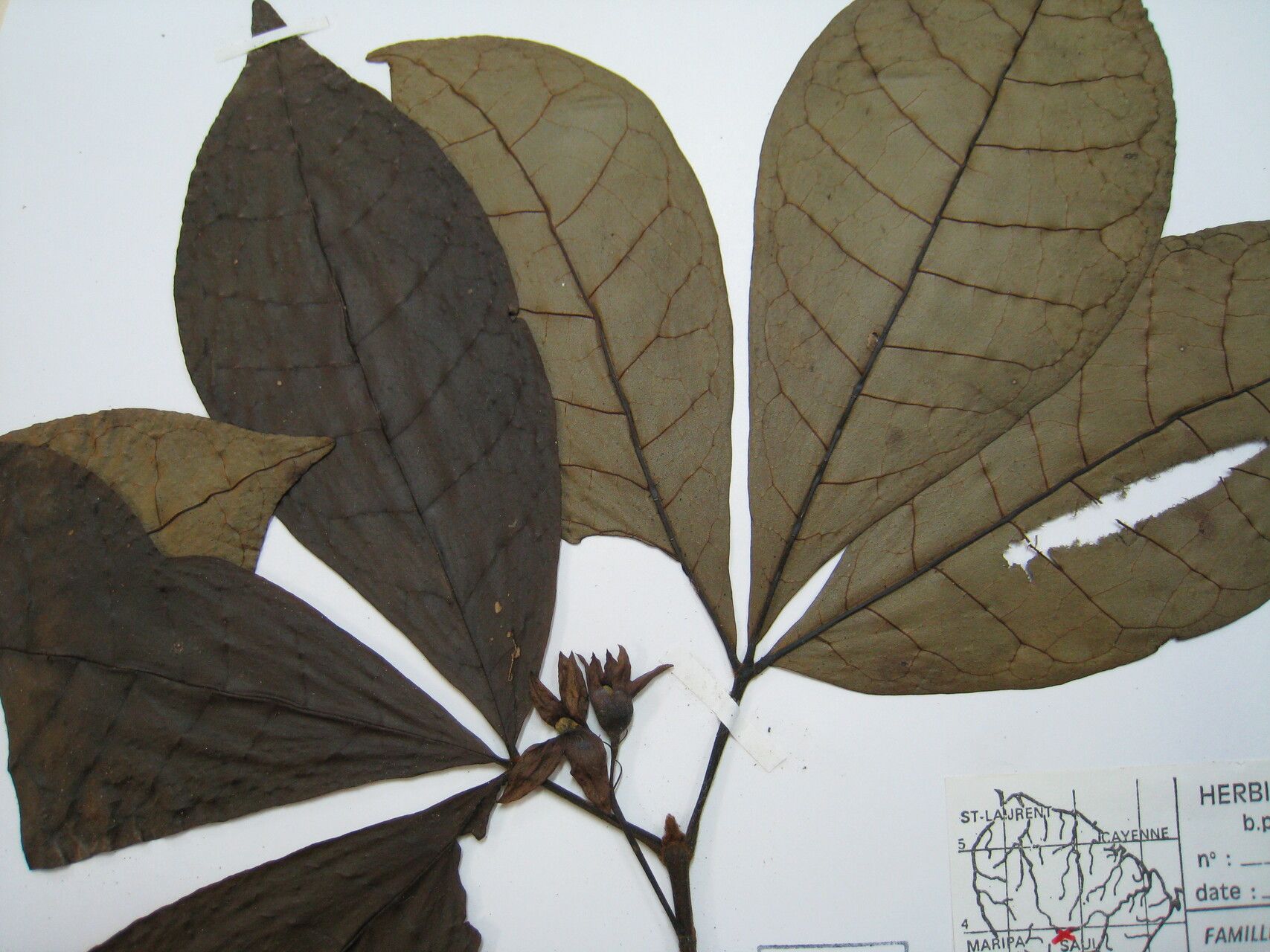 Vitex triflora other