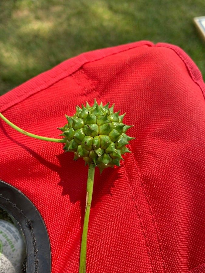 Sparganium eurycarpum flower