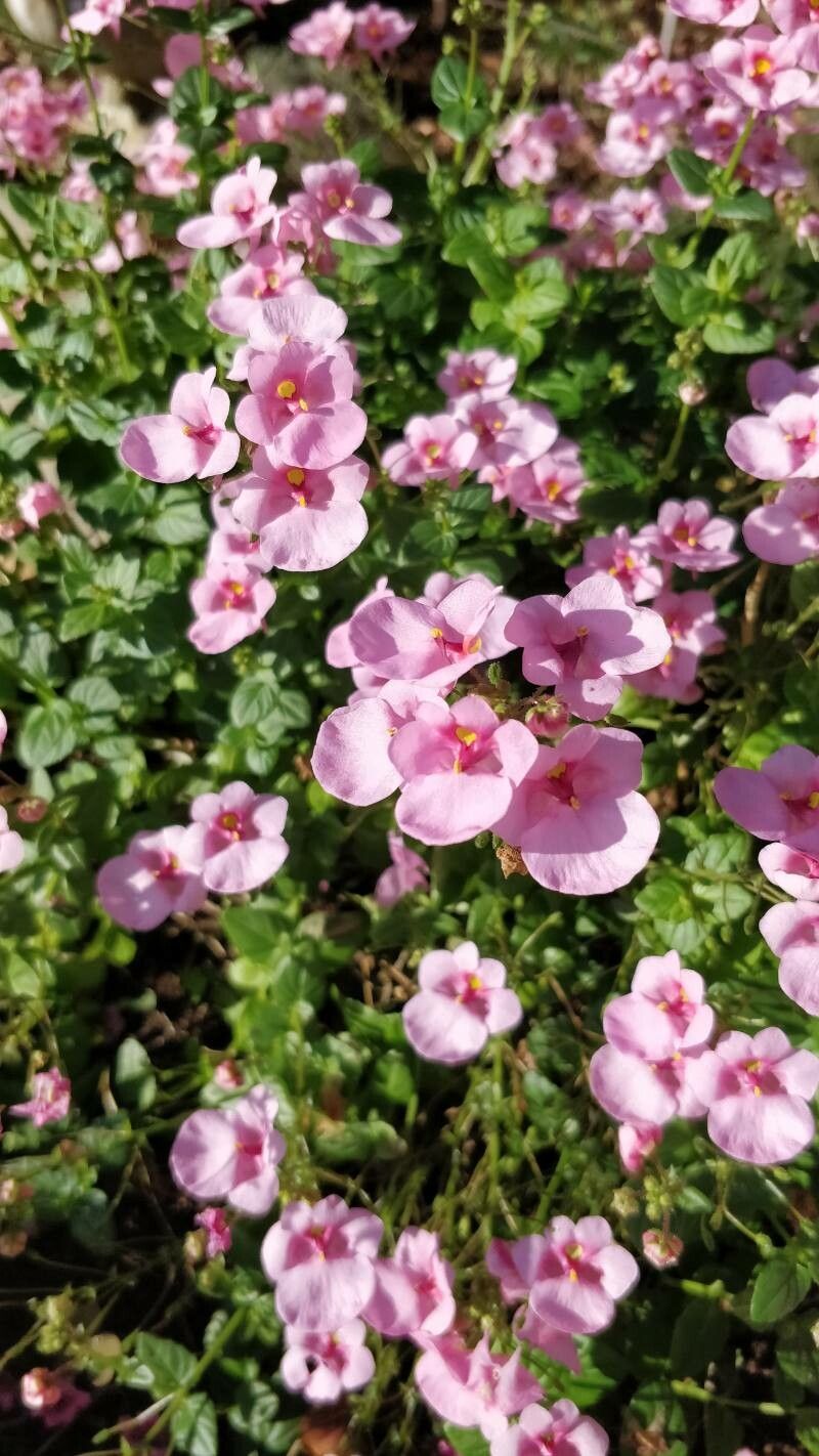 Diascia integerrima flower