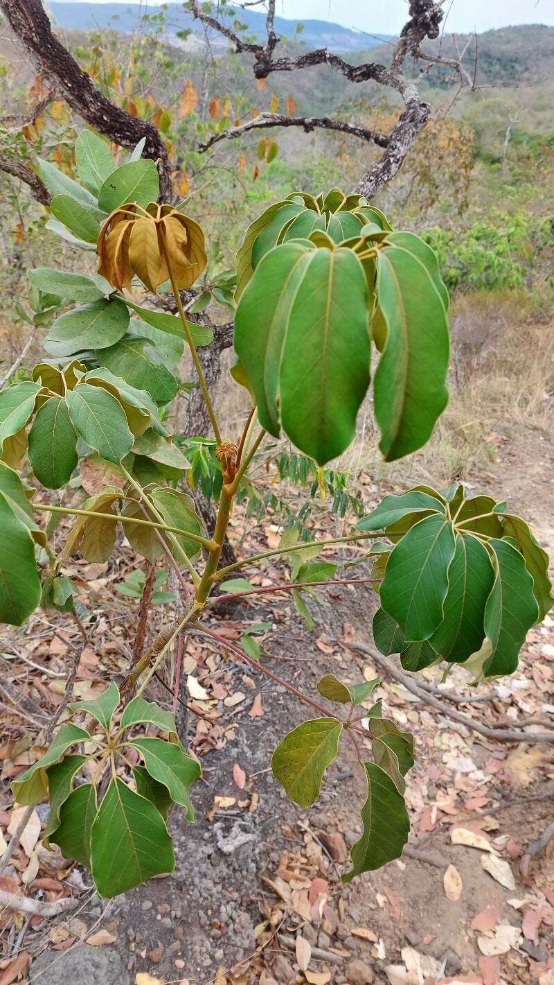 Didymopanax distractiflorus — related species from the same genus