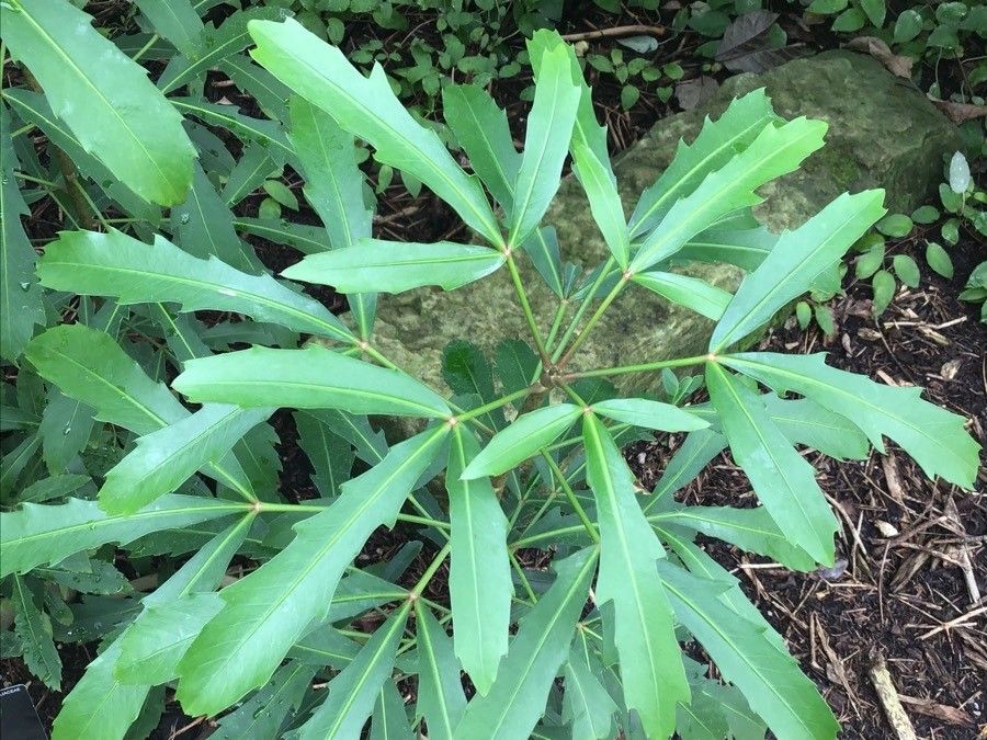 Pseudopanax lessonii — search result for 'Araliaceae'