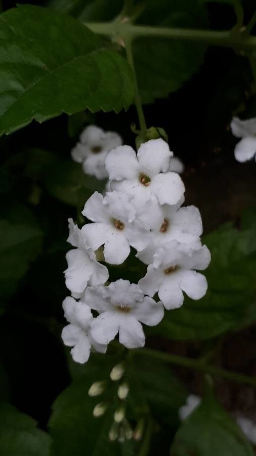Citharexylum spinosum flower