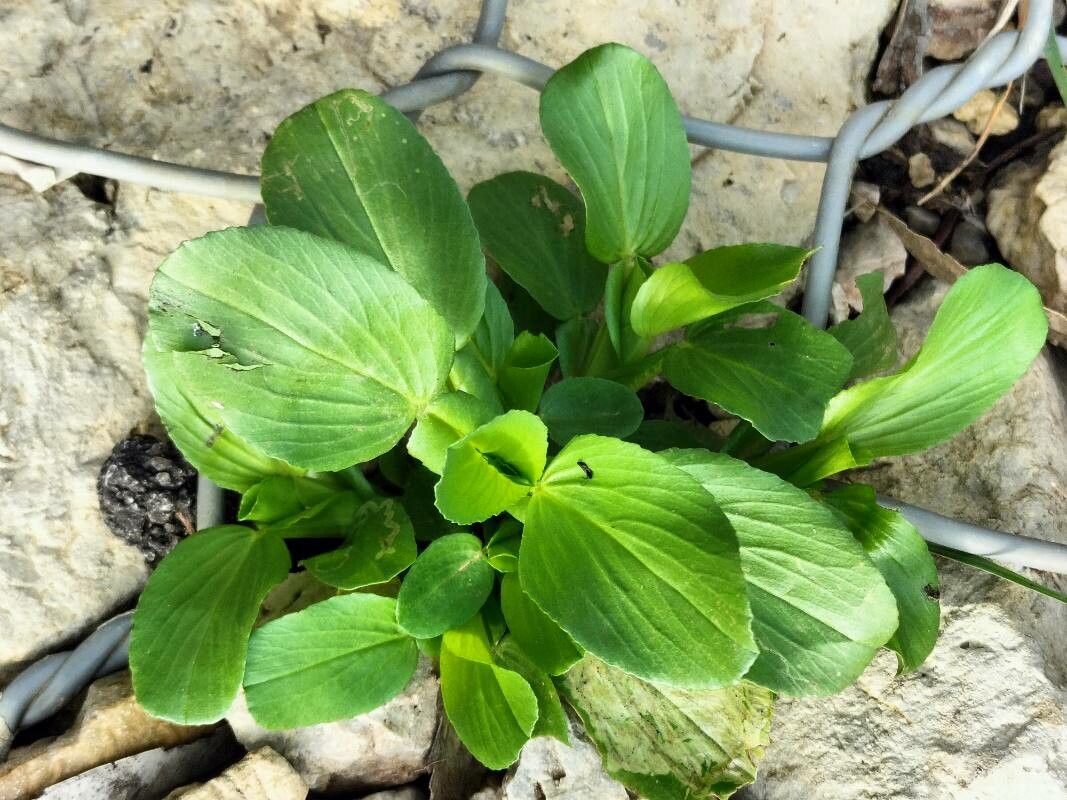Ononis alopecuroides leaf