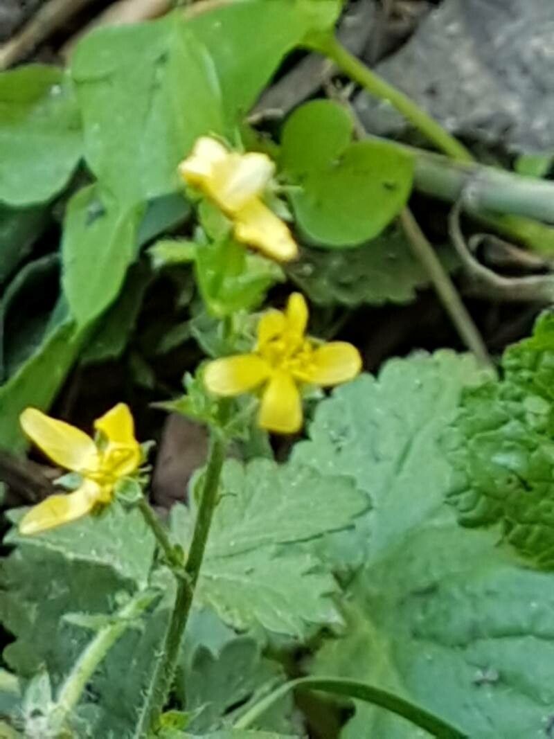 Agrimonia rostellata flower