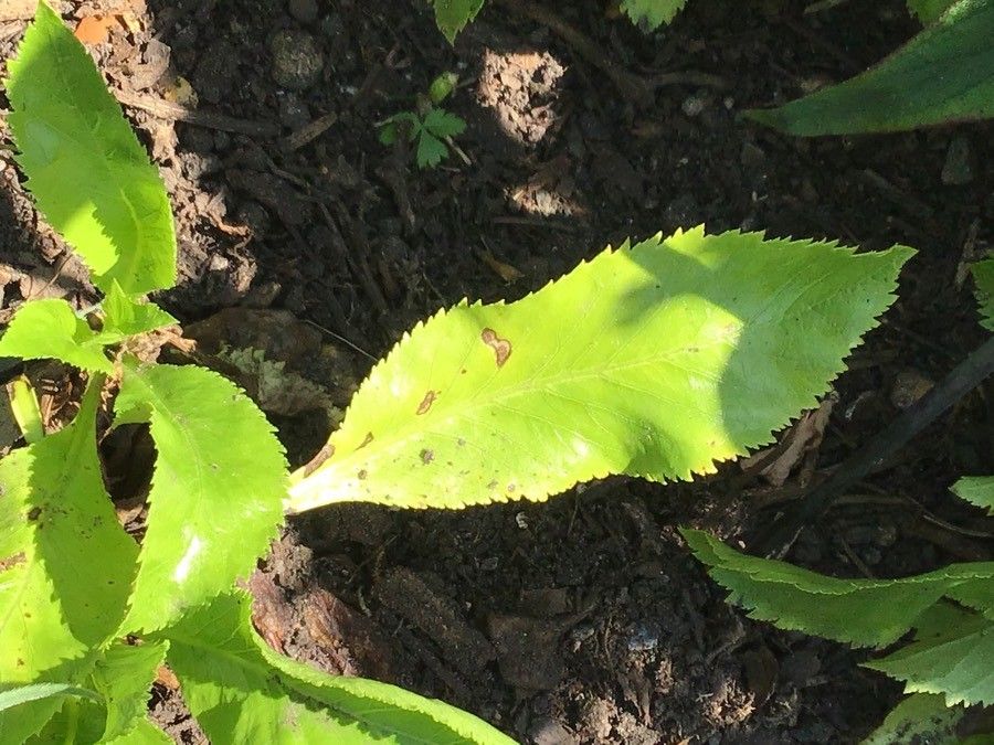 Musschia aurea — search result for 'Campanulaceae'