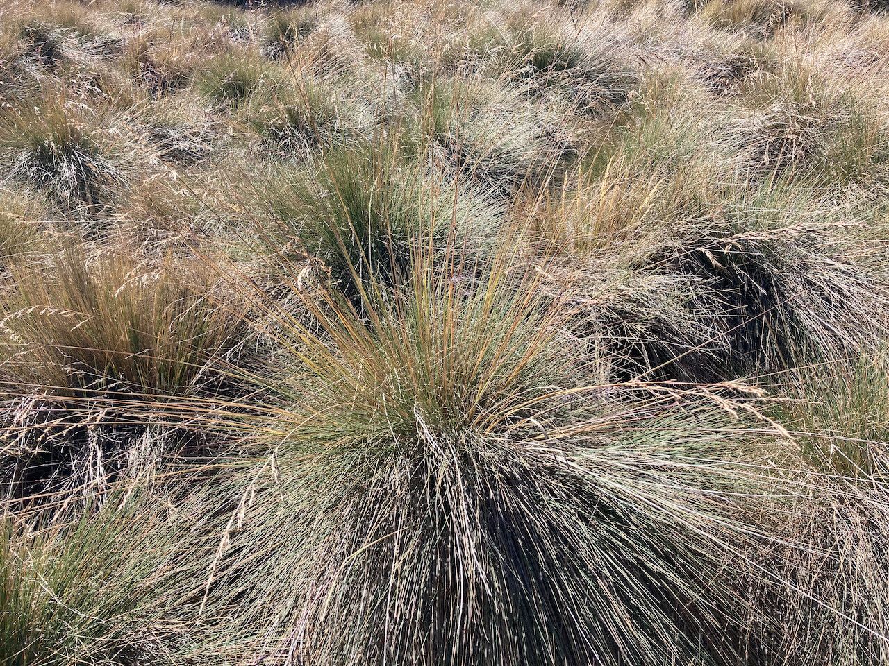 Festuca asplundii habit
