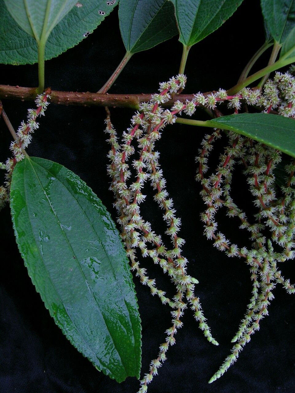 Pouzolzia rugulosa habit