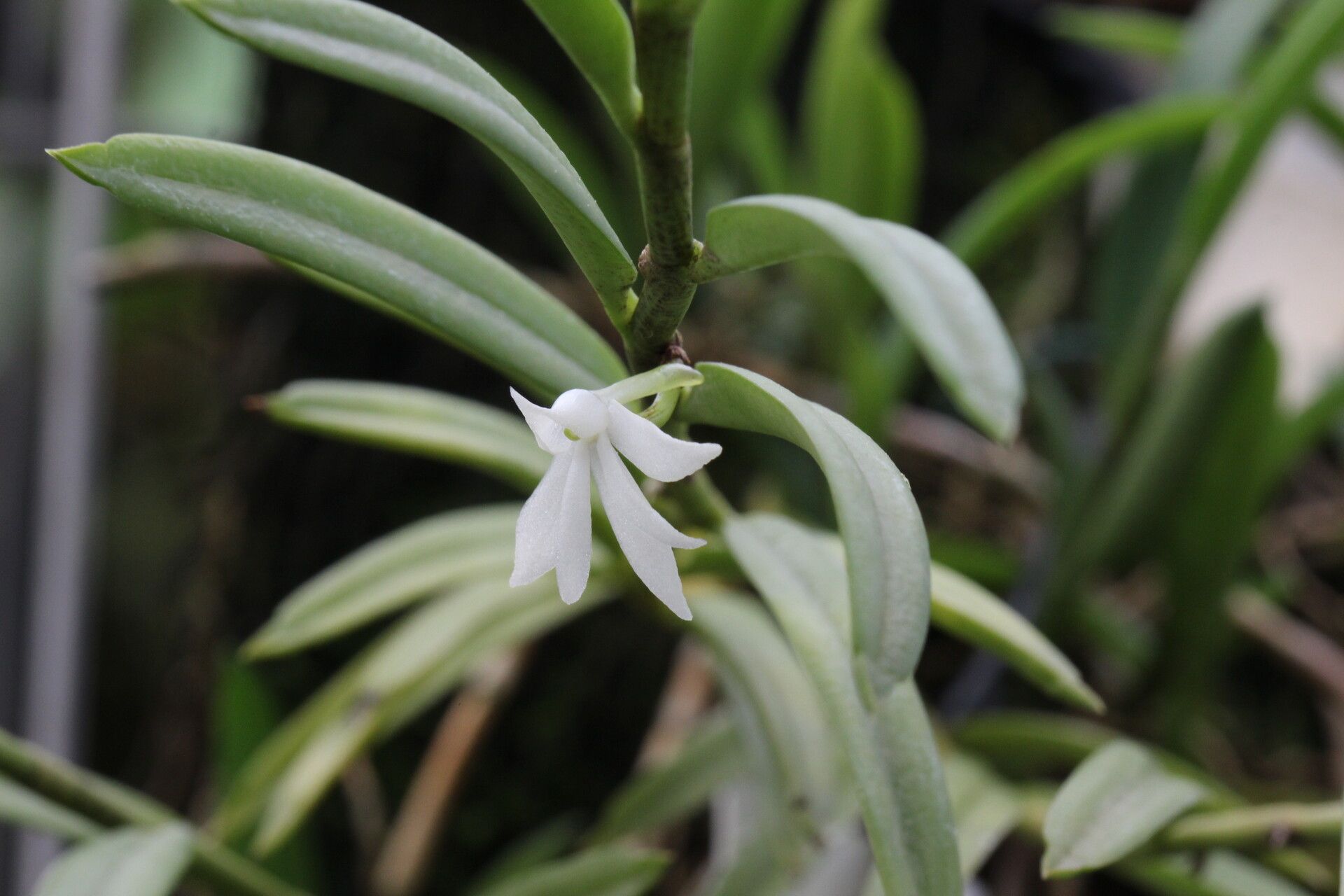 Angraecum pungens flower