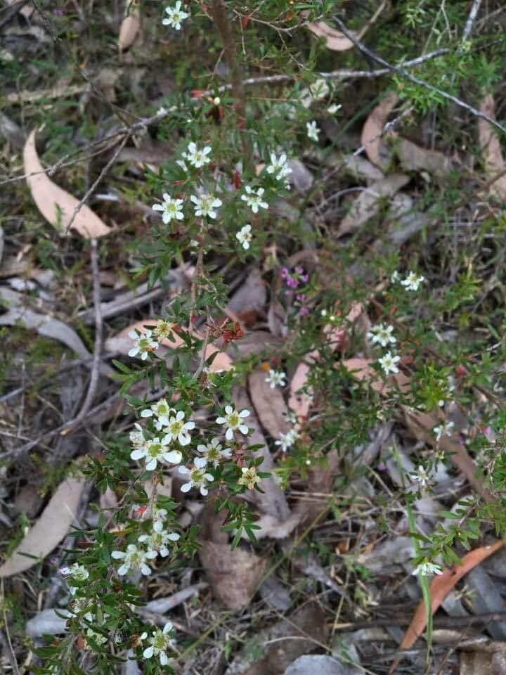 Leptospermum polygalifolium flower