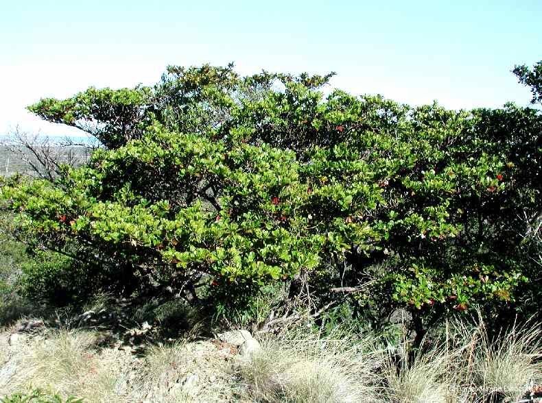 Terminalia novocaledonica habit