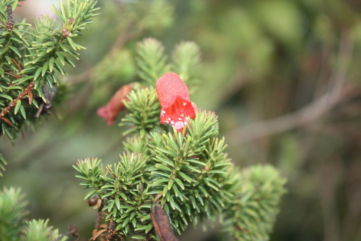 Rhododendron ericoides habit