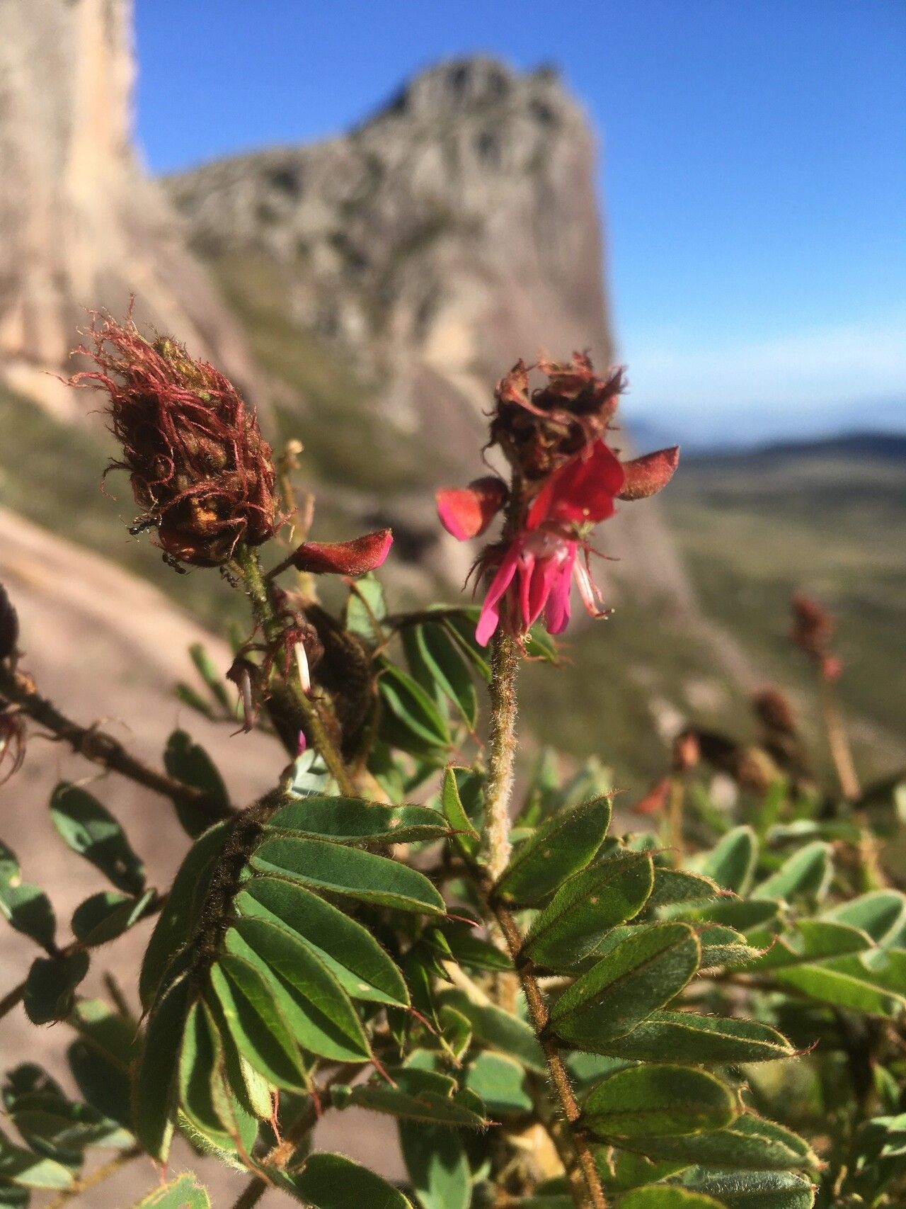 Indigofera mangokyensis flower